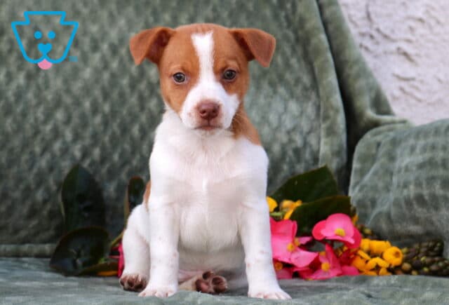 Porky Jack Russell image