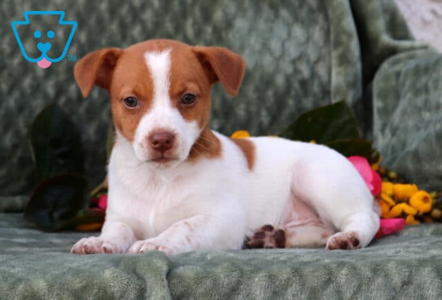 Porky Jack Russell2 image