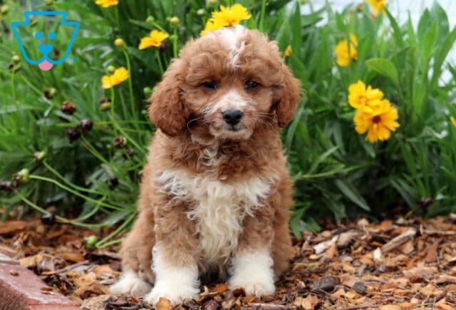 Porky Toy Goldendoodle image