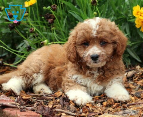 Porky Toy Goldendoodle2