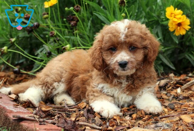 Porky Toy Goldendoodle2 image
