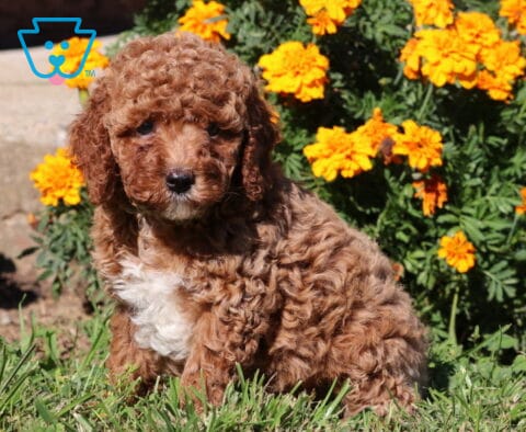 Porsha Cavapoo