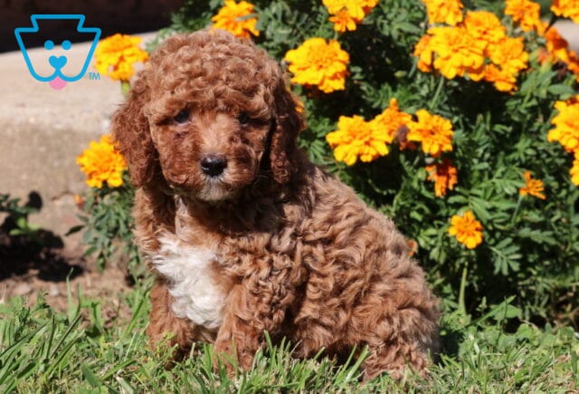 Porsha Cavapoo image