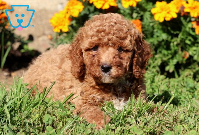 Porsha Cavapoo2 image