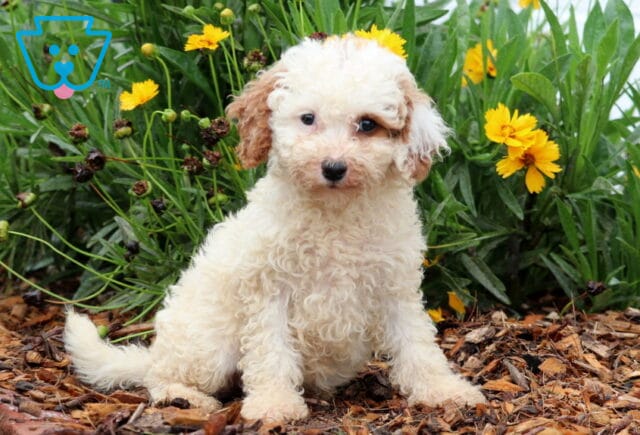 Pretty Toy Goldendoodle image