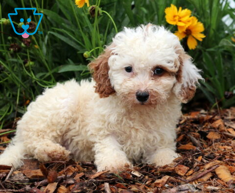 Pretty Toy Goldendoodle2