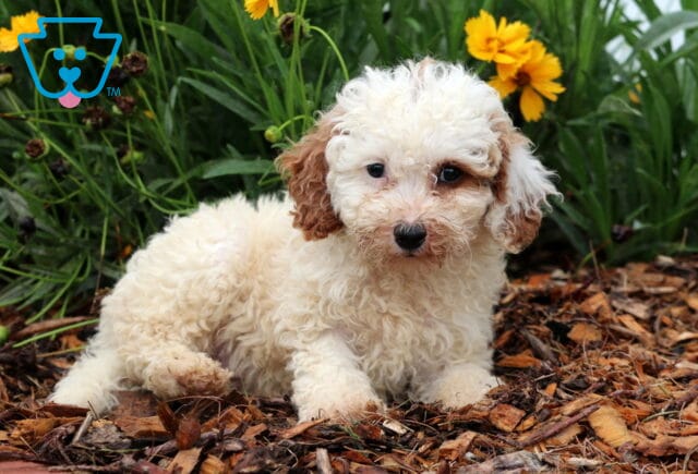 Pretty Toy Goldendoodle2 image