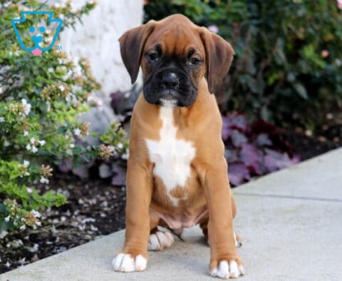 Princess Boxer