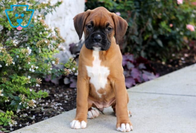 Princess Boxer image