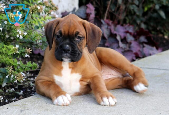 Princess Boxer2 image
