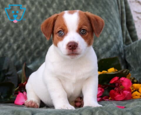 Puddin Jack Russell