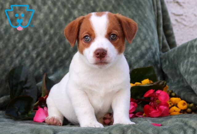 Puddin Jack Russell image