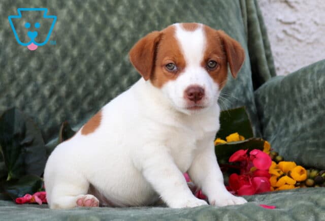 Puddin Jack Russell2 image