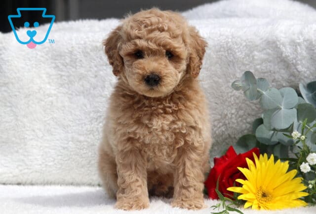 Pudge Toy Poodle image
