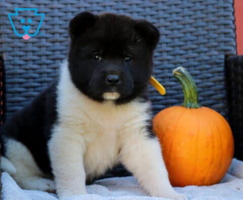 Fluffy black and white Akita puppy sitting proudly beside an orange pumpkin, with a dark face, white chest, and sturdy white front legs.