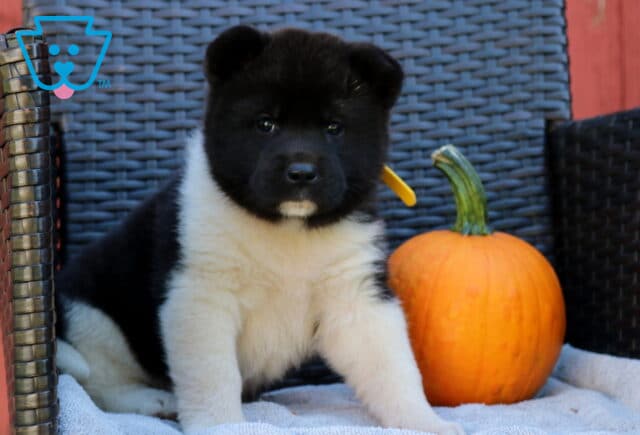Pumpkin Akita image