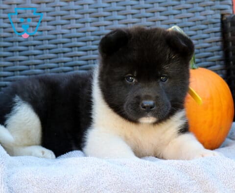 Pumpkin Akita2