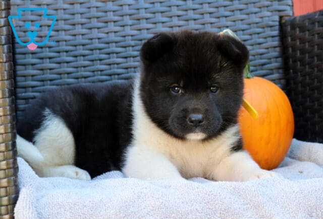 Pumpkin Akita2 image