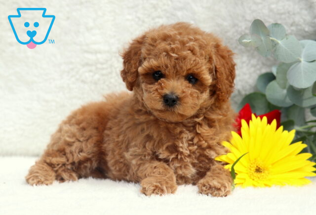 Pumpkin Toy Poodle2 image