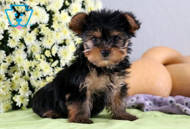 Pumpkin Yorkie image