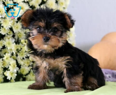 Pumpkin Yorkie2