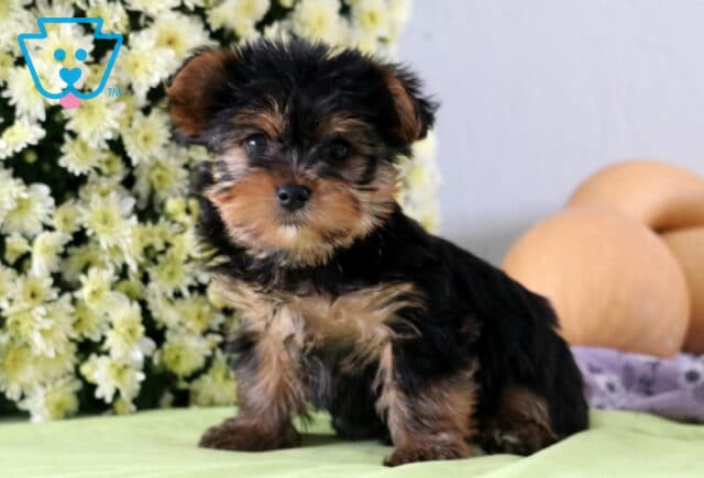 Pumpkin Yorkie2 image