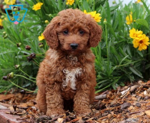 Puppers Toy Goldendoodle