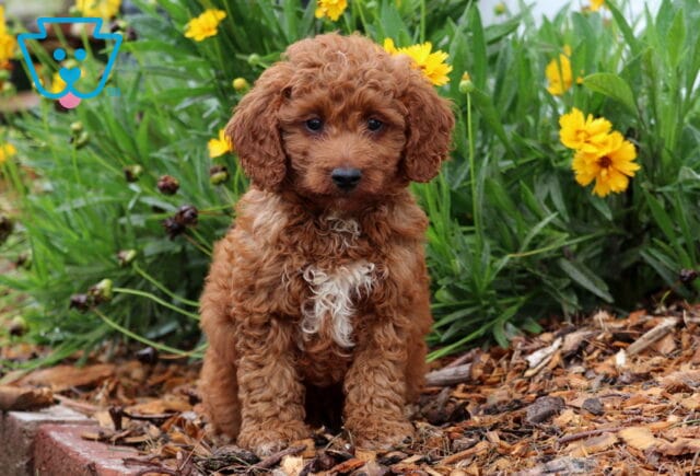 Puppers Toy Goldendoodle image