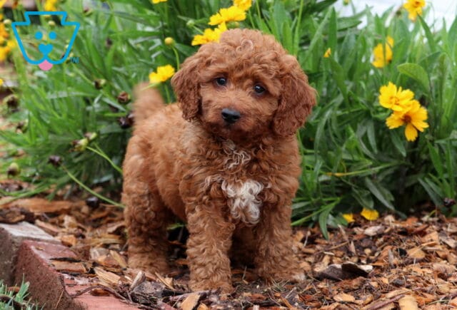 Puppers Toy Goldendoodle2 image