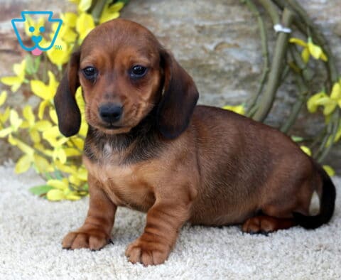 Racco Mini Dachshund