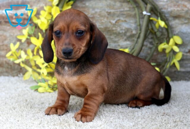Racco Mini Dachshund image