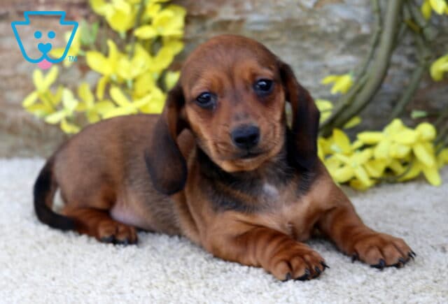 Racco Mini Dachshund2 image