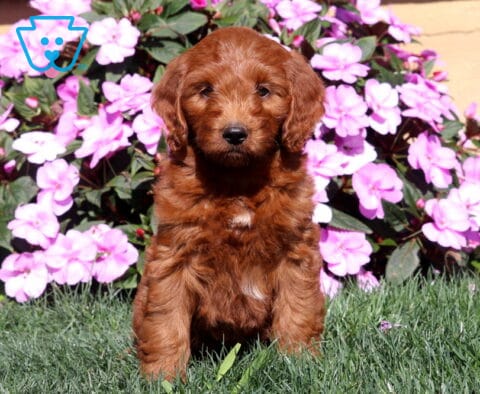 Rain Mini Goldendoodle