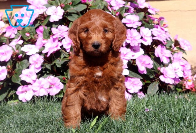 Rain Mini Goldendoodle image