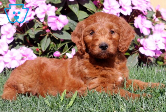 Rain Mini Goldendoodle2 image