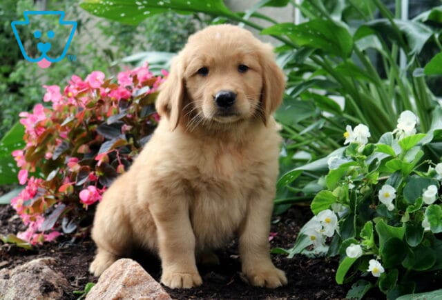 Ranger Golden image