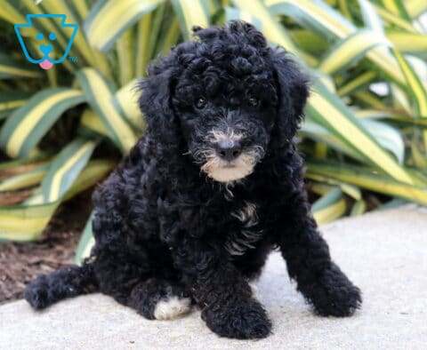 Ranger Mini Poodle