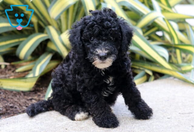 Ranger Mini Poodle image
