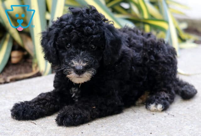 Ranger Mini Poodle2 image
