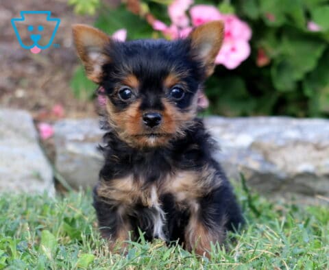 Black and tan Yorkie puppy with perky upright ears sitting in the grass, surrounded by garden stones and blurred pink flowers.