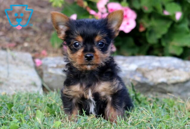 Black and tan Yorkie puppy with perky upright ears sitting in the grass, surrounded by garden stones and blurred pink flowers. image