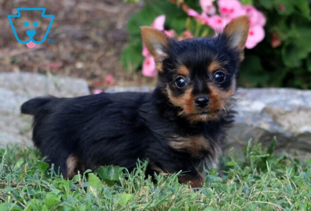 Tiny black and tan Yorkie puppy standing alert in the grass with upright ears, bright eyes, and soft pink flowers in the background. image
