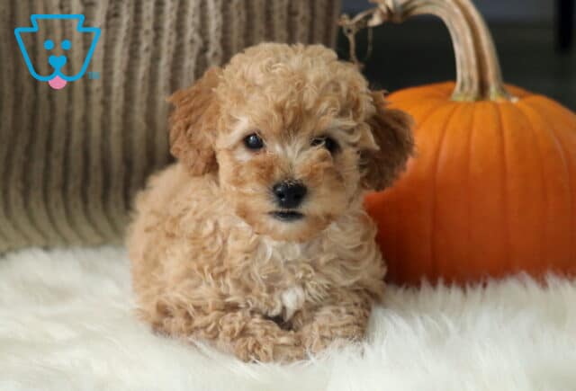 Rascal Toy Poodle image