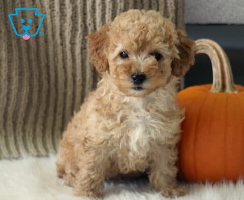 Rascal Toy Poodle2