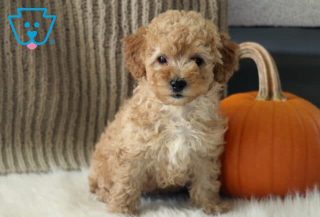 Rascal Toy Poodle2 image