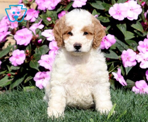 Reese Mini Goldendoodle