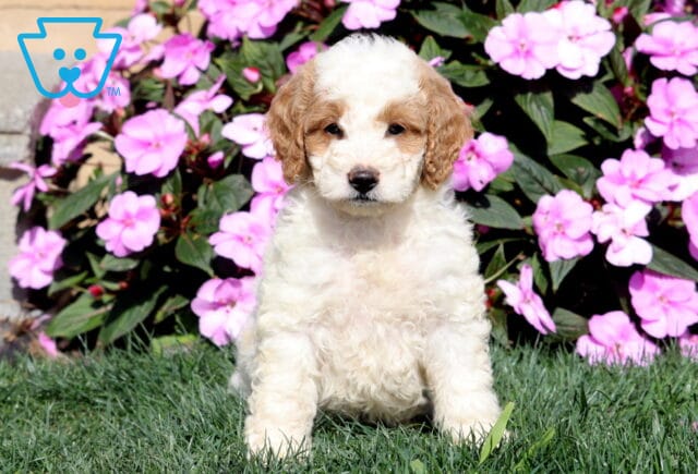 Reese Mini Goldendoodle image