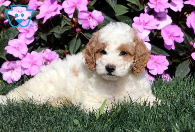 Reese Mini Goldendoodle2 image