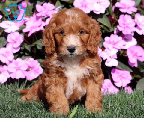 Reggie Mini Goldendoodle