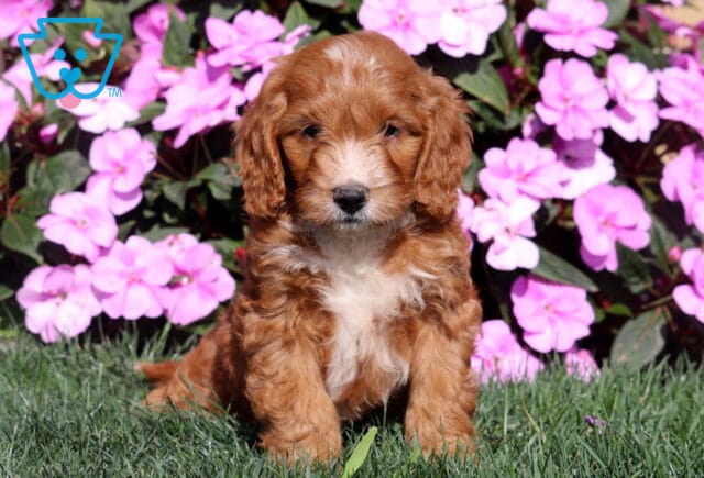 Reggie Mini Goldendoodle image